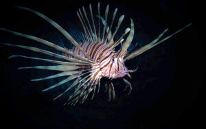 Lionfish, an allien fish species increasingly spreading across the Mediterranean due to increasing temperatures, at Cavo Greco MPA, Cyprus