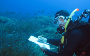 Diver carrying out an underwater visual census