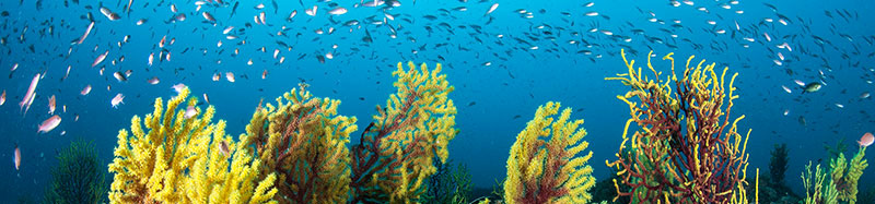 Photo by Josep Clotas