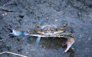 Blue Crab (Calinectes sapidus) on shoreline - Photo by John J. Mosesso (Public domain)