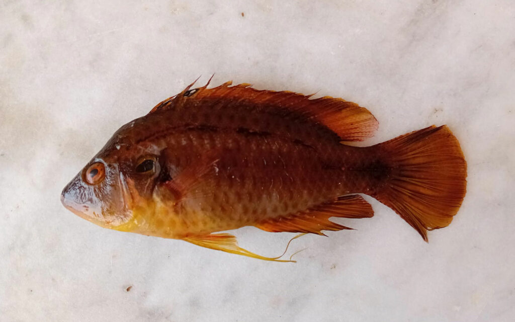 Individual of Pteragosus trspilus found at Pozzolana di ponente, Italy. Photo by: Giulio Franzitta, SZN.