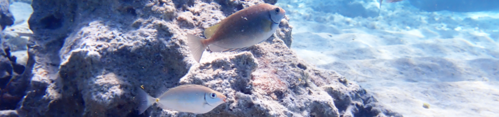 Rabbitfish at Cabo Greko MPA, Cyprus