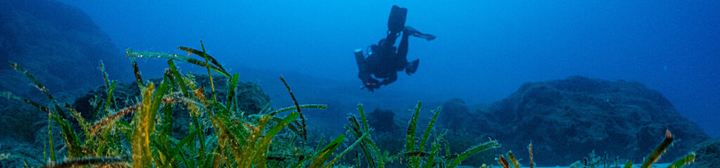 Posidonia oceanica in Cavo Greco MPA, Cyprus - Photo by Irini Valanto Papageorgiou