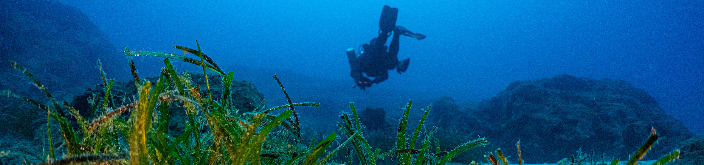 Posidonia oceanica in Cavo Greco MPA, Cyprus - Photo by Irini Valanto Papageorgiou