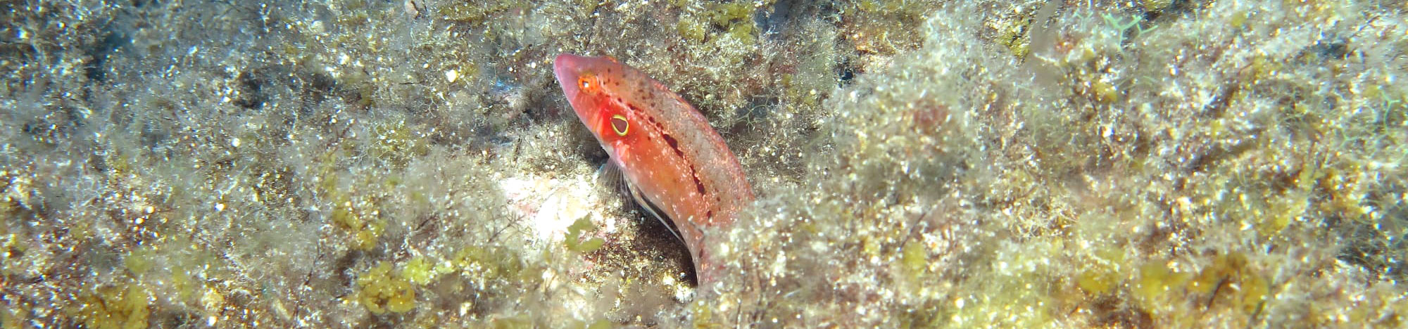 Pteragosus trispilus photographed at Secchitella, Italy. Photo by Alice Mirasole, SZN.