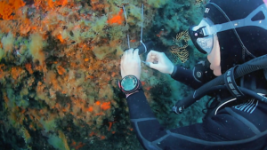 Diver installing underwater sensors to track climate change effects at Portofino MPA - Photo by Portofino MPA staff