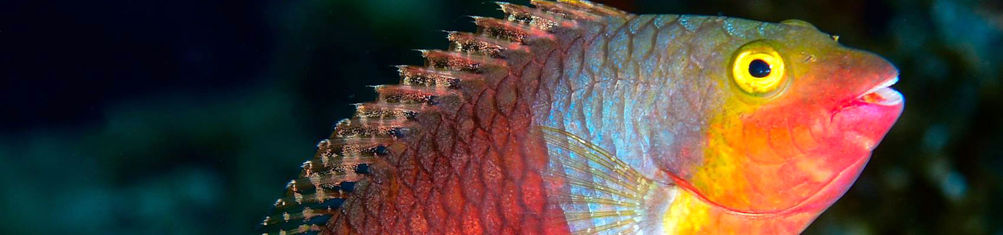 Sparisoma cretense, Mediterranean parrotfish female