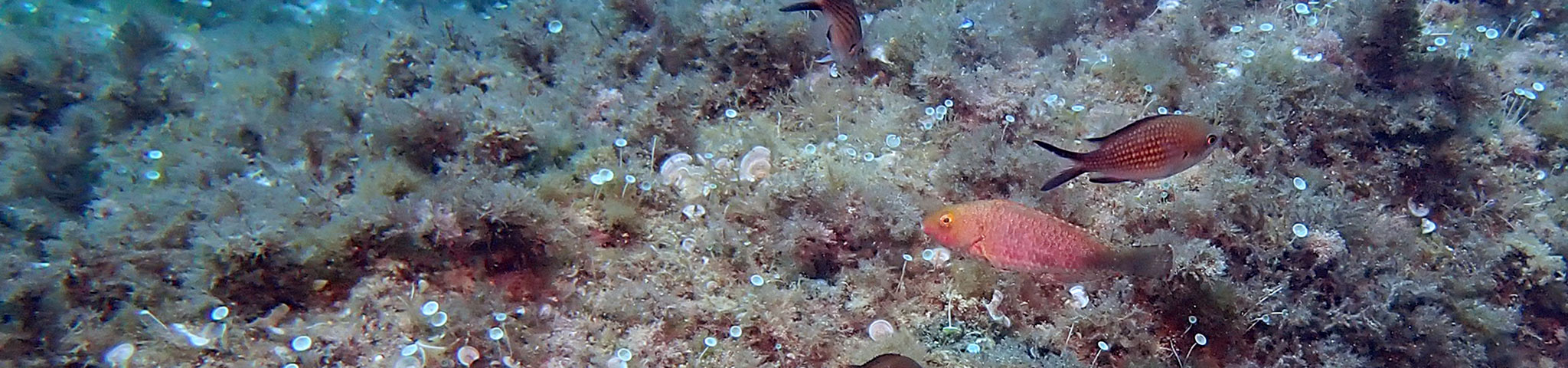 Sparisoma_cretense_header_H.Cizmek Juveniles of Mediterranean parrotfish (Sparisoma cretense) found in Portofino MPA waters - Photo by H. Cizmek.