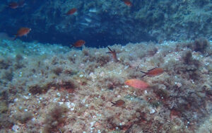 Juveniles of Mediterranean parrotfish (Sparisoma cretense) found in Portofino MPA waters - Photo by H. Cizmek.